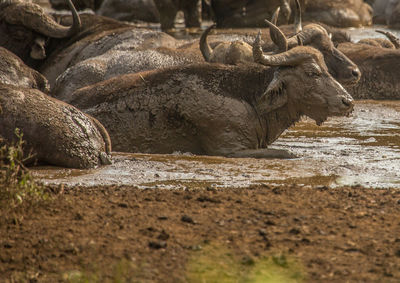 View of a drinking from water