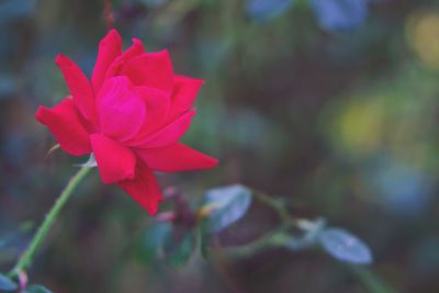 Close-up of pink flowering plant