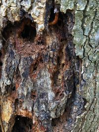 Full frame shot of tree trunk