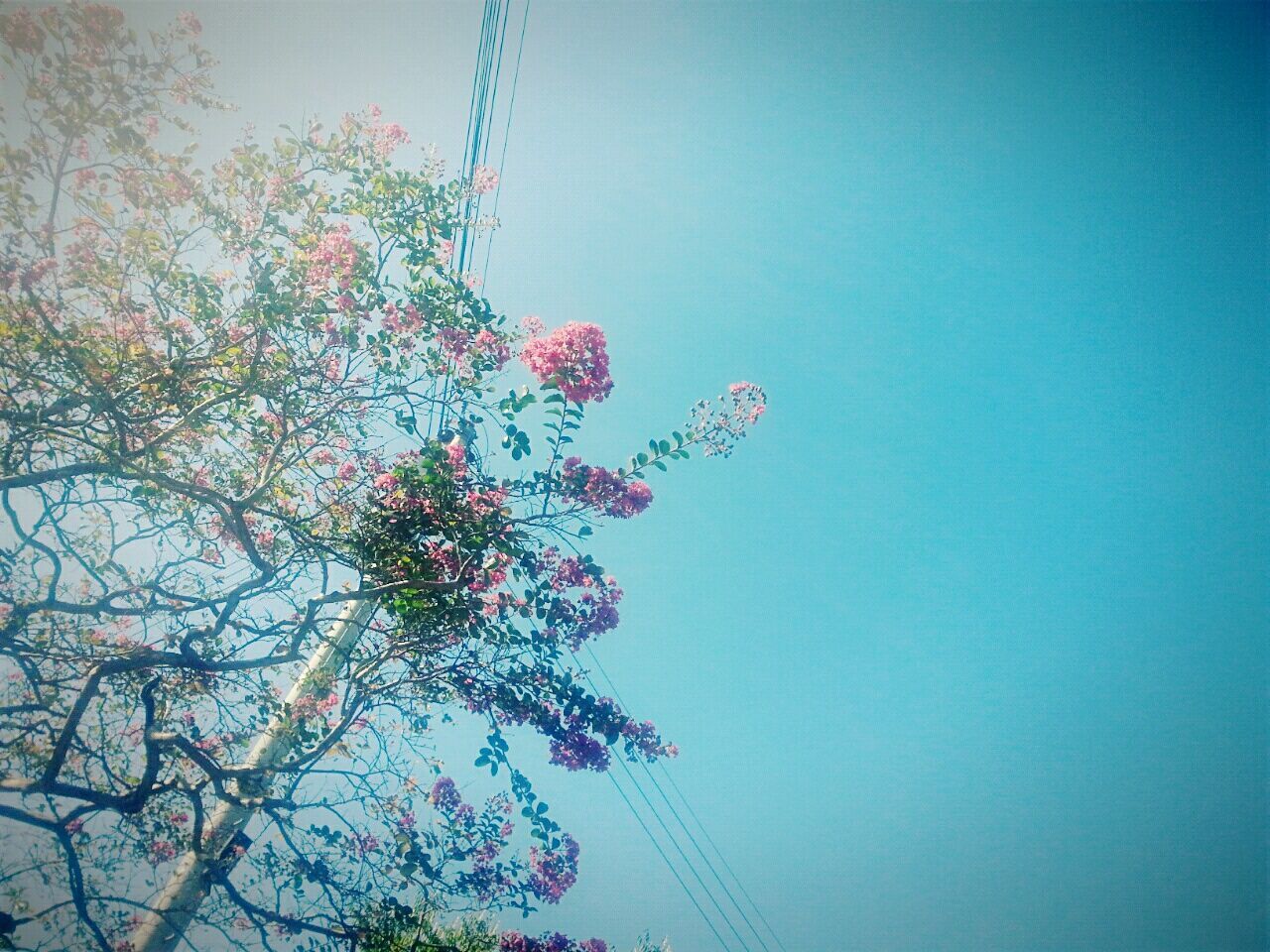 low angle view, clear sky, tree, blue, branch, flower, sky, nature, growth, copy space, high section, beauty in nature, outdoors, no people, silhouette, day, pink color, dusk, tranquility, fragility