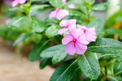 Close-up of pink flowering plant