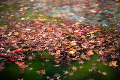 High angle view of maple leaves