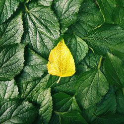 Close-up of green leaves