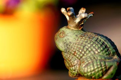 Close-up of a prince frog