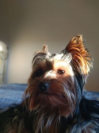 Close-up portrait of dog at home