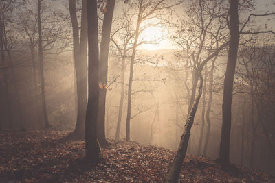 Bare trees in forest during foggy weather