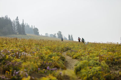 Rear view of hikers with dog walking on field against clear sky