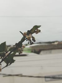Close-up of insect on plant against sky