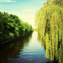 Trees growing in water