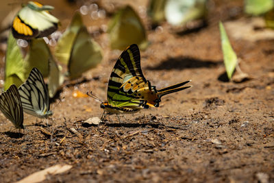 Close-up of butterfly