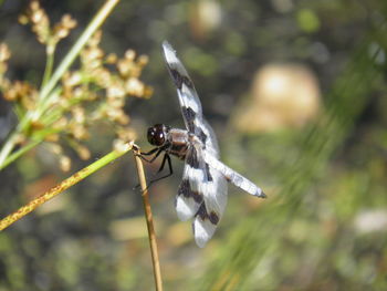 Close-up of damselfly on plant