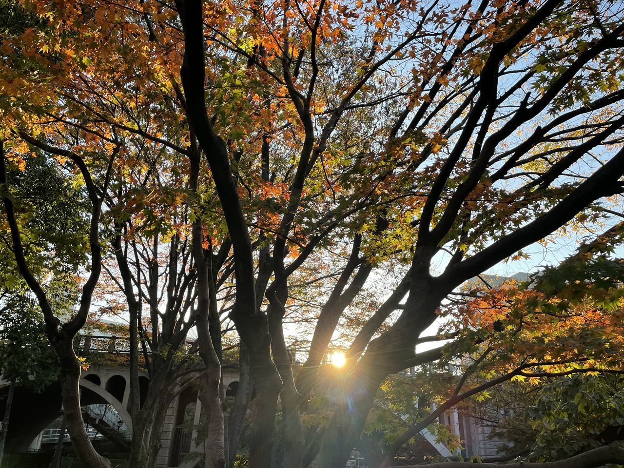 tree, plant, sunlight, nature, leaf, beauty in nature, autumn, tranquility, branch, sky, sun, no people, growth, sunbeam, scenics - nature, outdoors, tranquil scene, land, woodland, tree trunk, day, lens flare, trunk, forest, architecture, morning, plant part, orange color, landscape, environment, idyllic, flower, back lit, non-urban scene, park