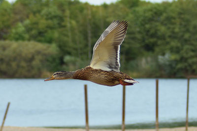 Close-up of a bird flying