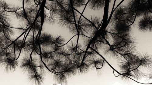 Close-up of bare tree against sky