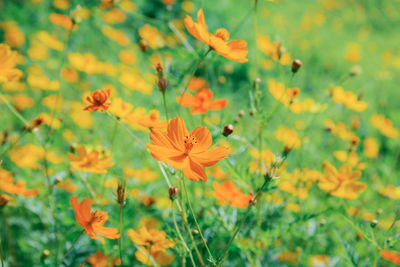 Close-up of orange flowering plants on field