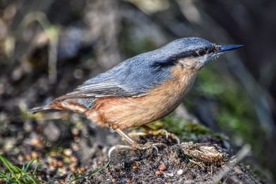 Close-up of a bird