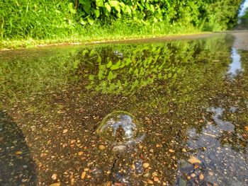 High angle view of turtle in lake