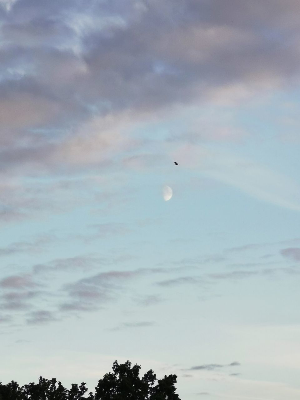 sky, cloud, flying, tree, nature, beauty in nature, low angle view, plant, mid-air, no people, scenics - nature, moon, tranquility, outdoors, tranquil scene, bird, horizon, silhouette, animal themes, animal, day, air vehicle, dawn