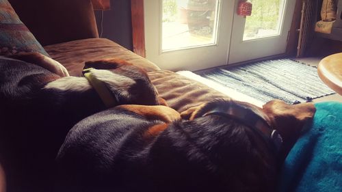 View of dog sleeping at home