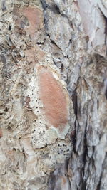 Full frame shot of tree trunk