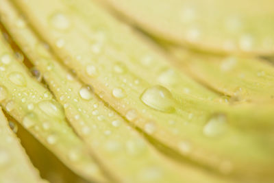 Full frame shot of water drops on leaf
