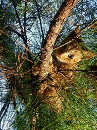 Low angle view of a tree