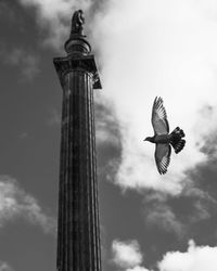 Low angle view of bird flying against sky