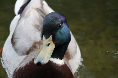 Close-up of duck swimming in lake