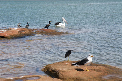 Birds on rock amidst sea