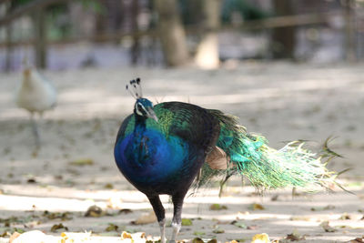 Close-up of peacock