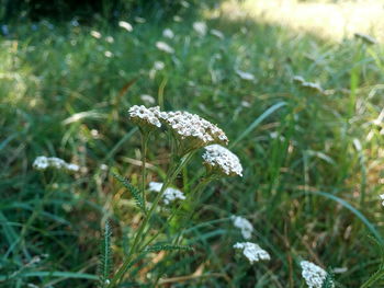 Close-up of white flower on field