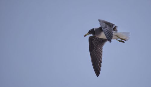 Low angle view of seagull flying