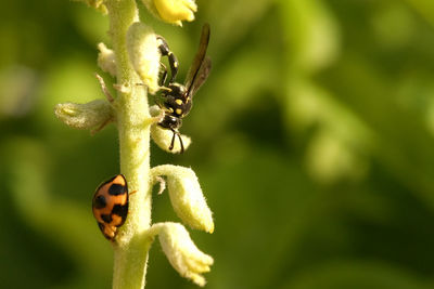 Close-up of insect on plant