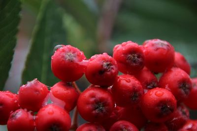 Close-up of cherries