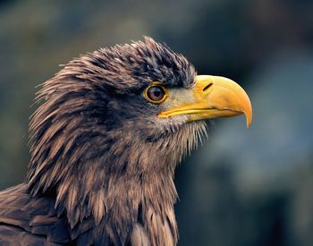 Close-up of eagle against blurred background