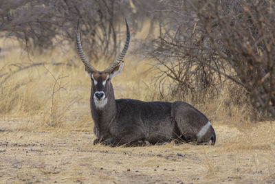 Male waterbuck in the mahango park of namibia