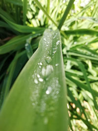 Close-up of wet grass