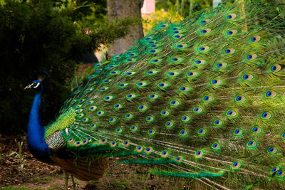 Close-up of peacock