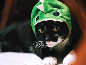 Close-up portrait of black cat