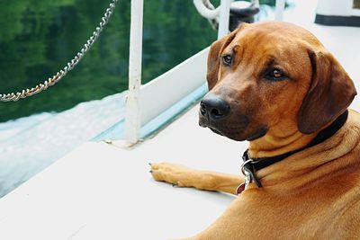 Close-up of dog looking away