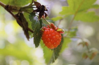 Close-up of red berries on plant