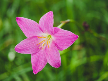 Close-up of pink flowering plant