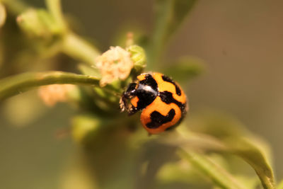 Close-up of ladybug on plant