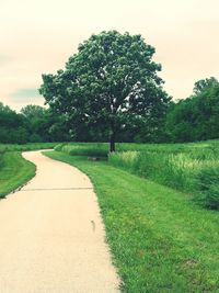 Trees on grassy field