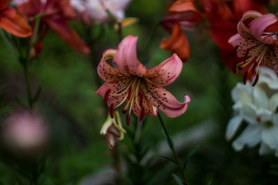 Pink tiger lilies in the garden. many colors. beautiful flowers. greenery around