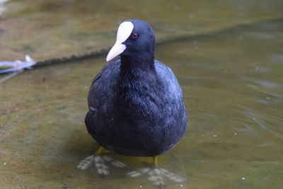 Close-up of bird perching on lake
