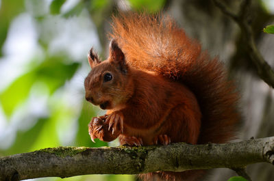 Close-up of a squirrel