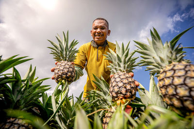 Harvesting pineapple
