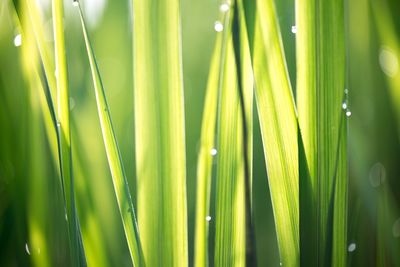 Close-up of green grass