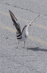 Close-up of bird